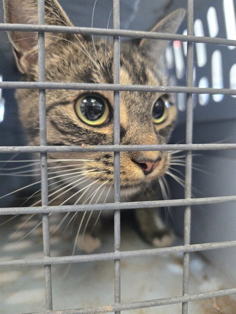ANNIE - Domestic Short Hair for adoption in Casper