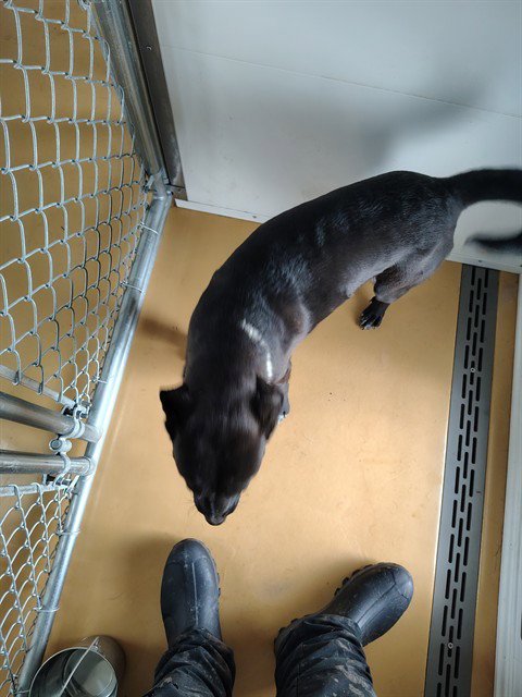 DOCLEE HOLIDAY - Labrador Retriever / Pit Bull Terrier for adoption in Casper