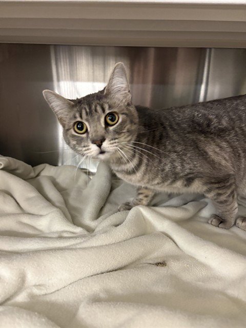 JUICY - Domestic Short Hair available for adoption