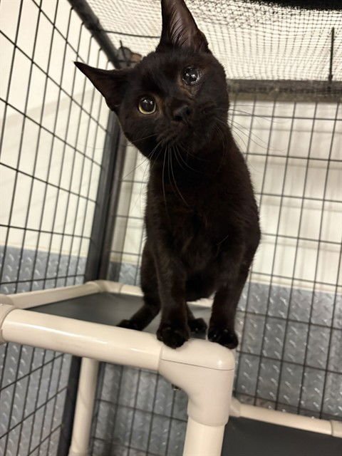 SONNY - Domestic Short Hair available for adoption