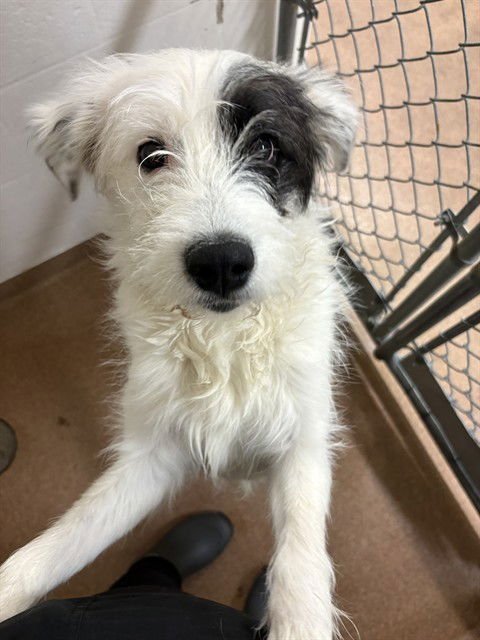 NIPSEY - Border Terrier available for adoption