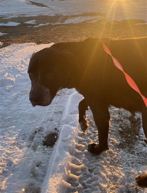 JUNIPER - Labrador Retriever available for adoption