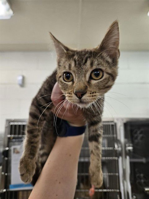 ELSA - Domestic Short Hair available for adoption