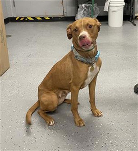 OAKLEY - Pit Bull Terrier available for adoption