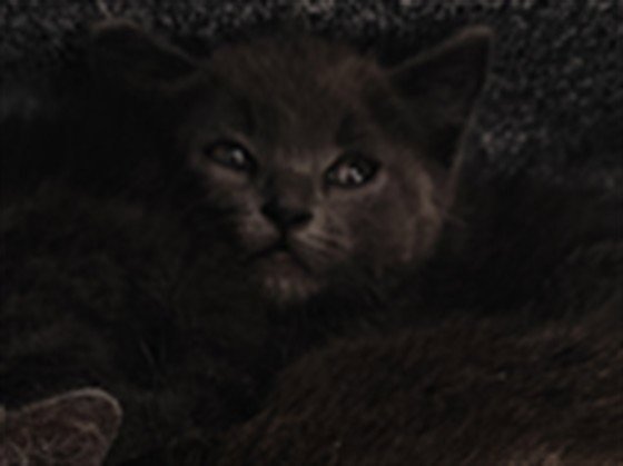 LOTTIE Image