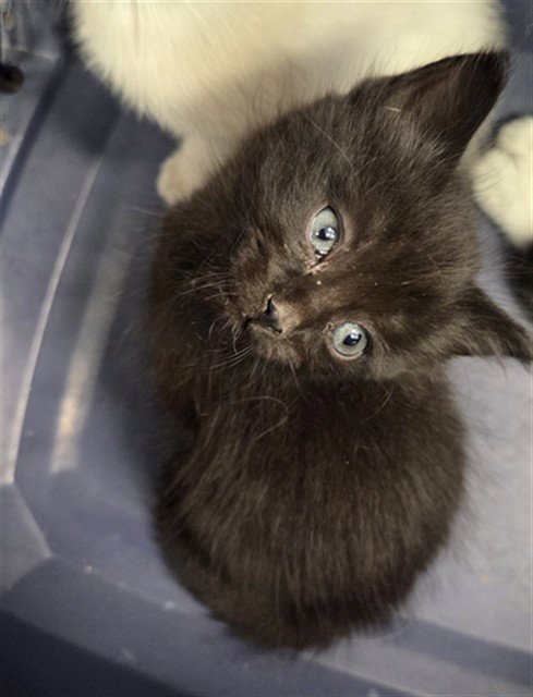 SCRIM - Domestic Short Hair available for adoption