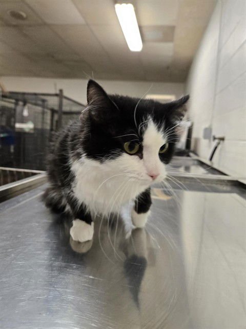 OREO - Domestic Medium Hair available for adoption