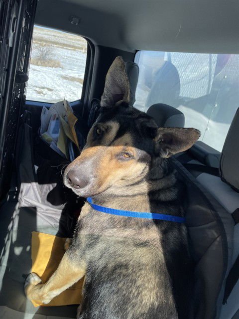 SAVANNAH - German Shepherd Dog available for adoption