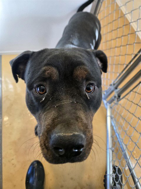 DUDLEY - Rottweiler available for adoption