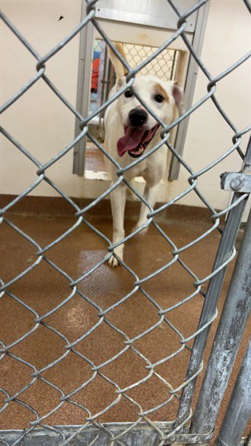 MARVIN - Pit Bull Terrier for adoption in Casper