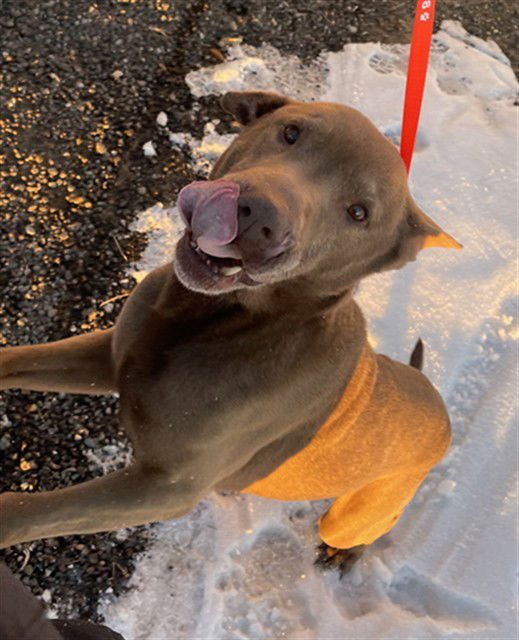 BAYLOR - Labrador Retriever available for adoption