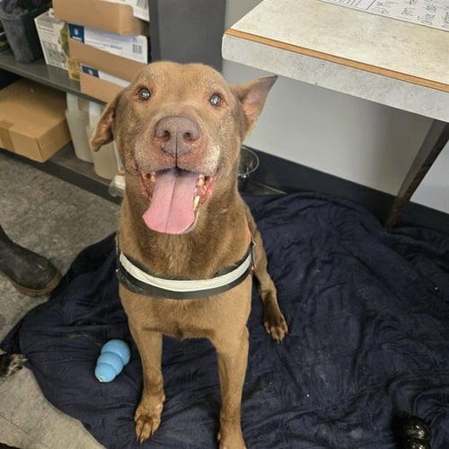 BAYLOR - Labrador Retriever for adoption in Casper
