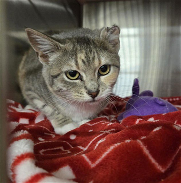 CIELLO - Domestic Short Hair available for adoption