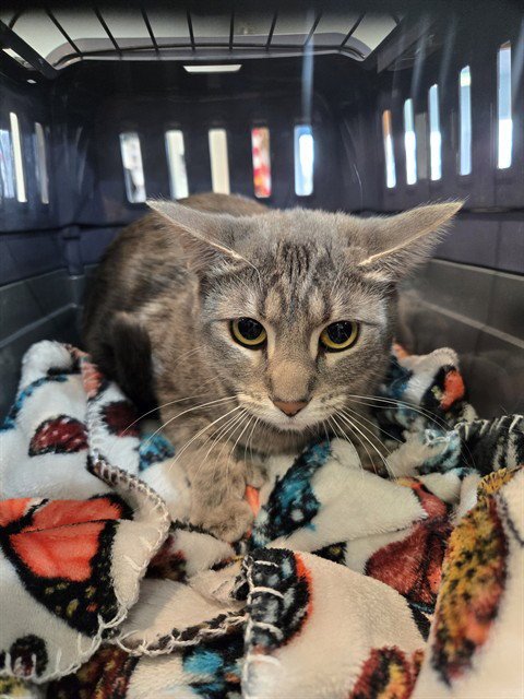 CLARABELL - Domestic Short Hair for adoption in Casper