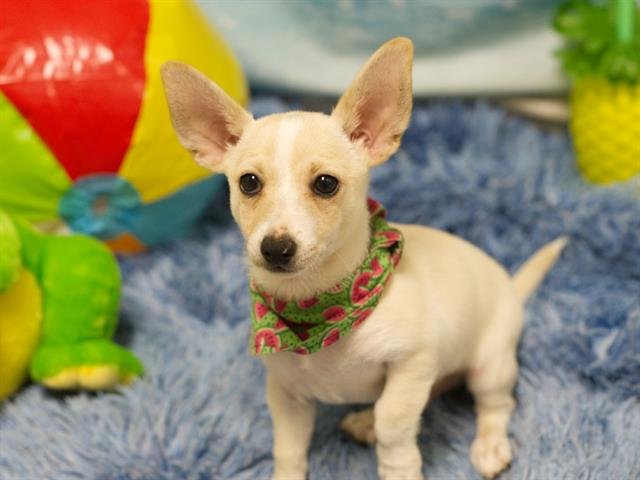 LUCA - Chihuahua available for adoption