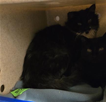 TNR-FAYE - Domestic Short Hair available for adoption