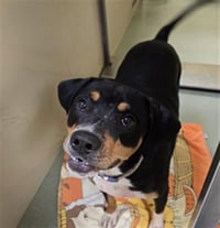 TAZ - Photo 1