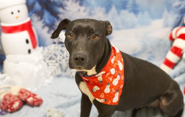 JAYNIE - Labrador Retriever / Pit Bull Terrier available for adoption