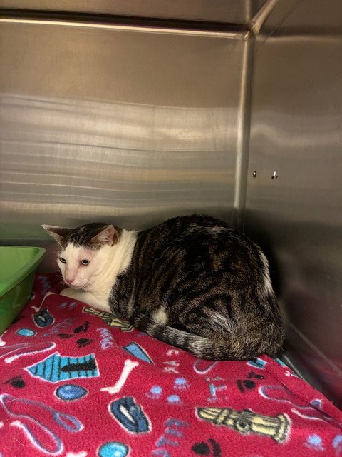 PUDDY - Domestic Short Hair available for adoption
