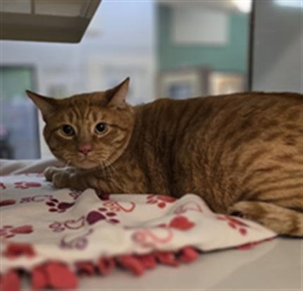 MUNCHKIN - Domestic Short Hair available for adoption