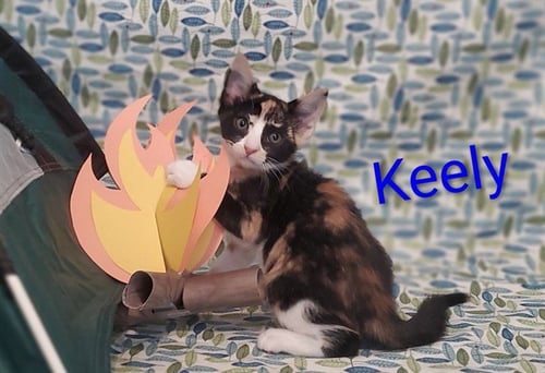KEELY - Domestic Short Hair available for adoption