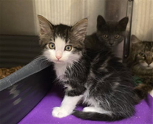 LES - Domestic Medium Hair available for adoption