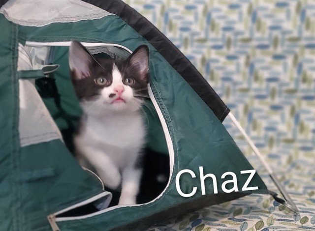 CHAZ Image