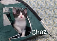 CHAZ - Photo 1