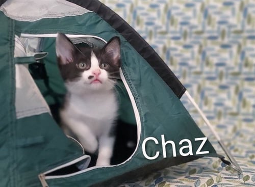 CHAZ - Domestic Short Hair available for adoption