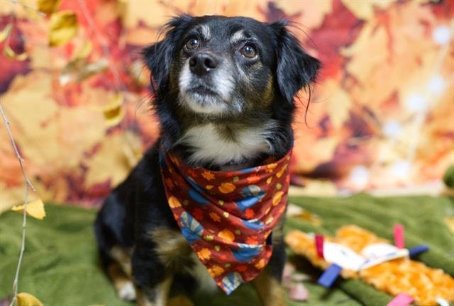 CRUZ - Terrier available for adoption