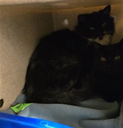 TNR-FINN - Domestic Short Hair available for adoption