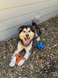 HANK - Photo 1