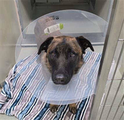 CHUBS - Belgian Shepherd Malinois available for adoption