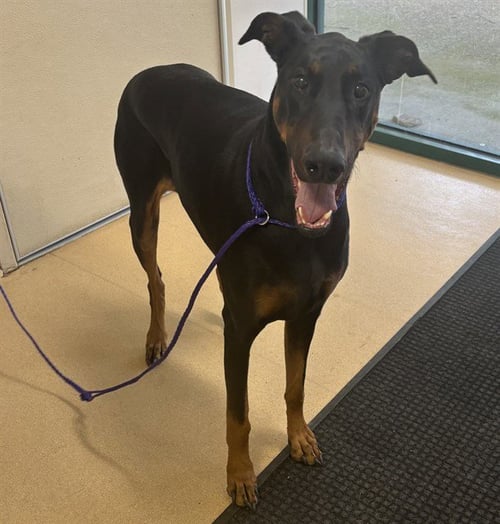 HARLEY - Doberman Pinscher available for adoption