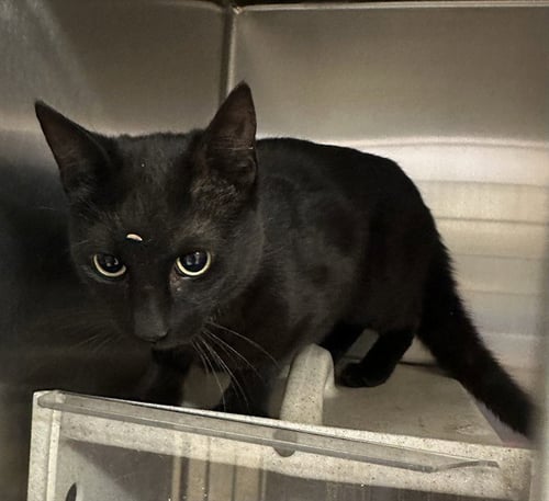 TNR - Domestic Short Hair available for adoption