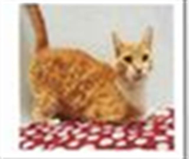 GARDEN-PUMPKIN PIE - Domestic Short Hair available for adoption