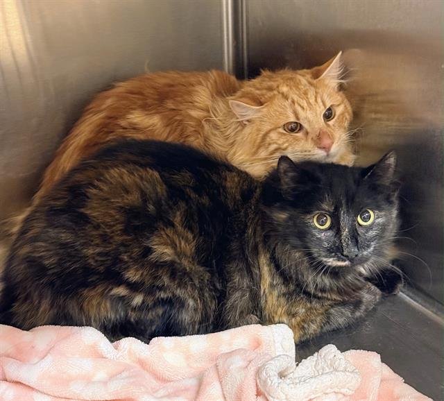 BRONX - Domestic Medium Hair available for adoption