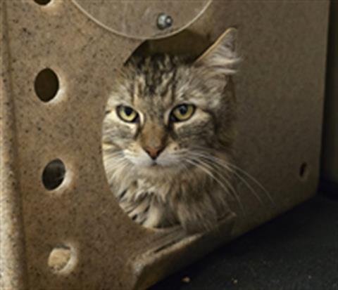 MOMMA - Domestic Short Hair available for adoption