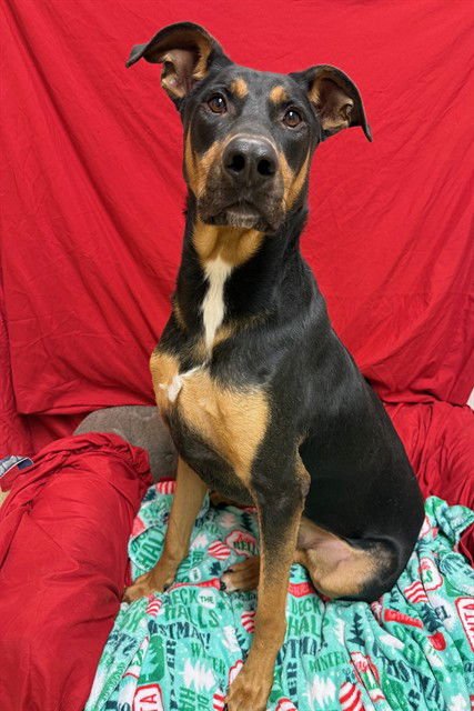 PARKER - Doberman Pinscher / German Shepherd Dog available for adoption