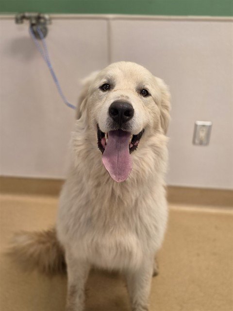 SUMMER - Great Pyrenees available for adoption