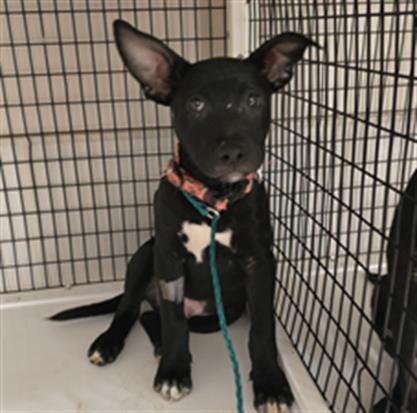OSCAR - Pit Bull Terrier / German Shepherd Dog available for adoption