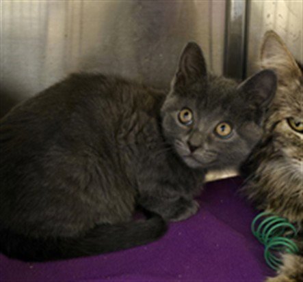 LARA - Domestic Short Hair available for adoption