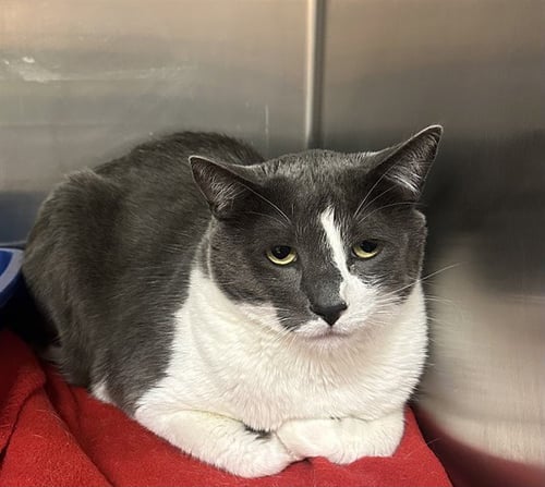 HARLEY - Domestic Short Hair available for adoption