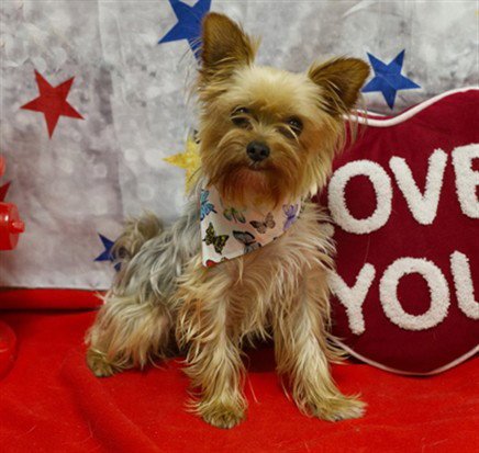 TOKYO - Yorkshire Terrier Yorkie available for adoption