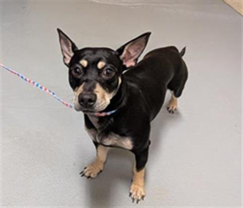 ABBEY - Chihuahua available for adoption