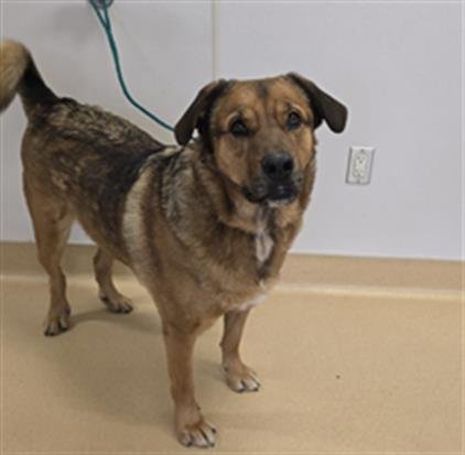 HANS - German Shepherd Dog available for adoption