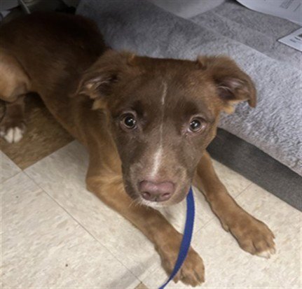 COLA - Australian Shepherd available for adoption
