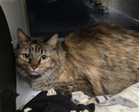 MABEL - Photo 1