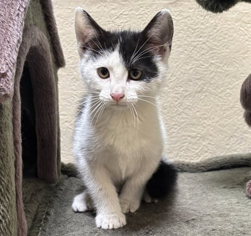 MEENIE - Domestic Short Hair available for adoption