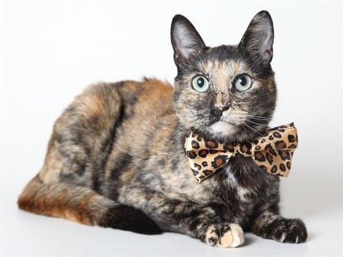 MAPLE - Domestic Short Hair available for adoption